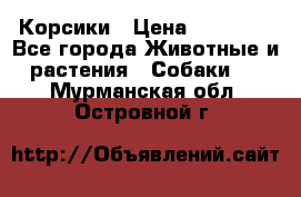 Корсики › Цена ­ 15 000 - Все города Животные и растения » Собаки   . Мурманская обл.,Островной г.
